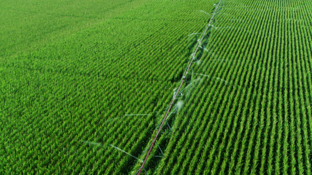 Aerial View of Sprinkler Watering Corn