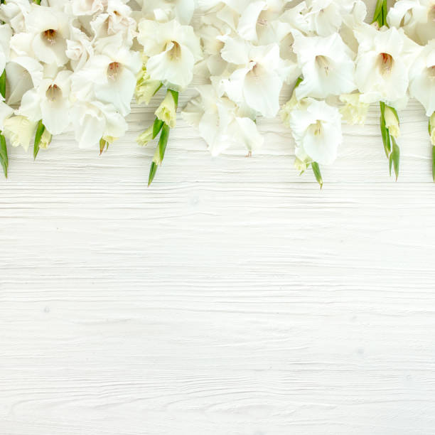 istock white gladioluses on wooden white background. Pattern of gladioli with space for your text holiday greeting card. Lay Flat, top view. Flowers texture 1272856598