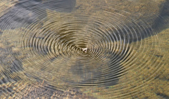 As a moth struggles on the water it creates a ripple pattern on the surface.