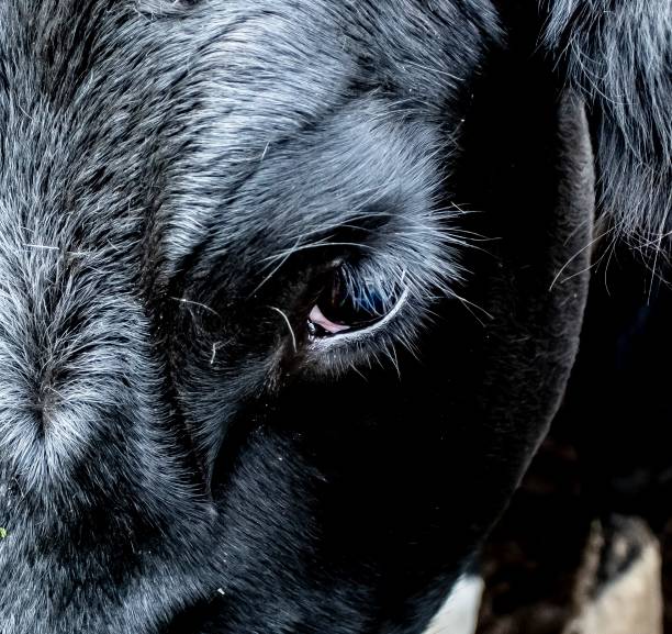 istock Eye Of A Milk Cow. 1272857695