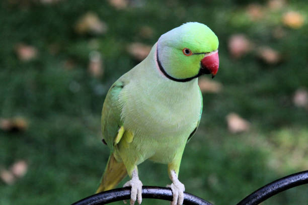 istock A view of a Ring Necked Parakeet 1272858224