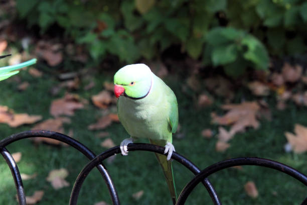 istock A view of a Ring Necked Parakeet 1272858289