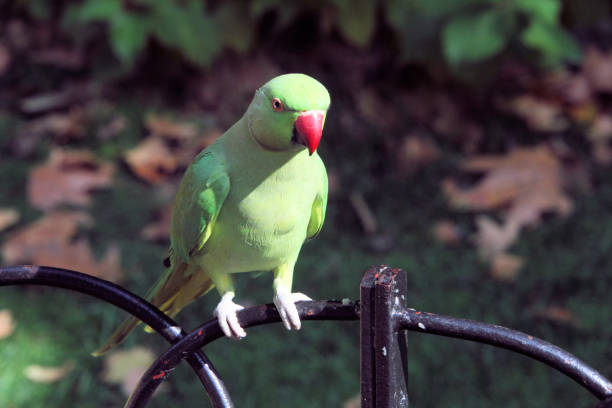 istock A view of a Ring Necked Parakeet 1272858315