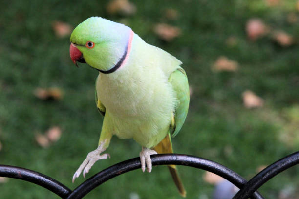 istock A view of a Ring Necked Parakeet 1272858326