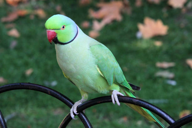 Portrait of parrot