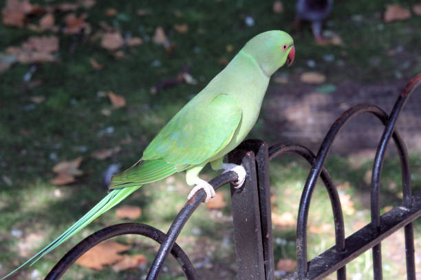 istock A view of a Ring Necked Parakeet 1272858366