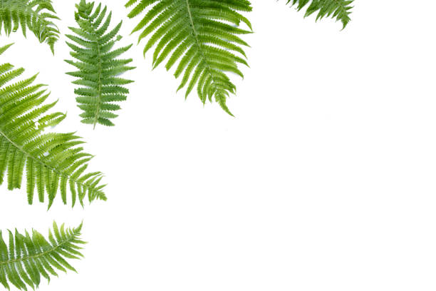 istock fern branches isolated on white background. flat lay, top view 1272858535
