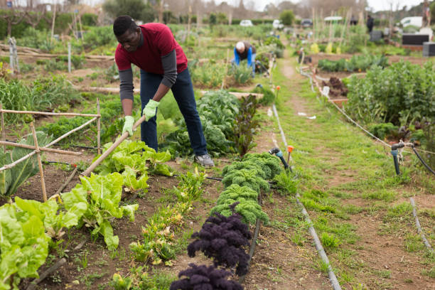 istock African gardener weeding with hoe in kitchen garden 1272859609
