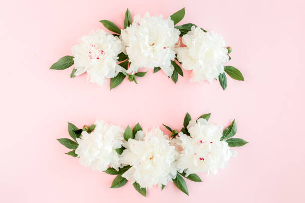 Frame of white peony flowers with space for text on pink background. Peony texture. Flat lay, top view