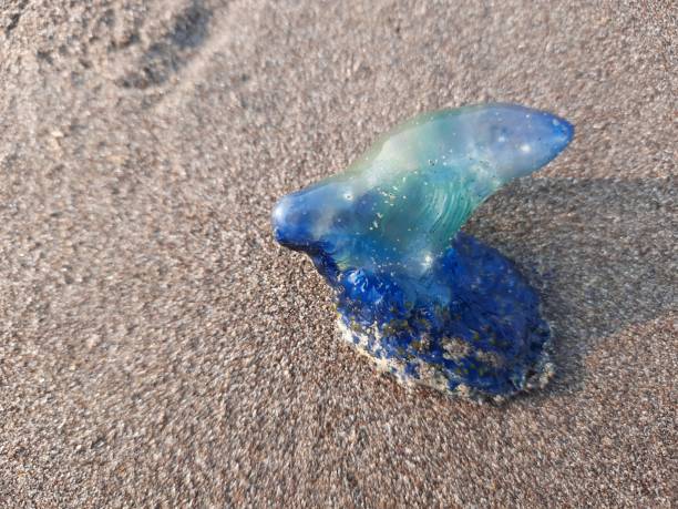 istock A blue transparent jellyfish on sandy beach 1272859858