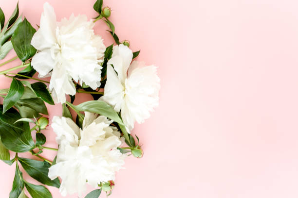 istock White peonies on pink background. Minimal floral concept greeting card. Flat lay, top view 1272859921