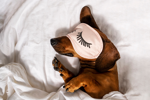 An adult red-haired dachshund is resting in a white bed and wearing pink glasses for sleeping.