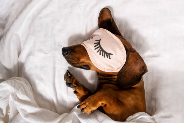 an adult red-haired dachshund is resting in a white bed and wearing pink glasses for sleeping. - dachshund color image dog animal imagens e fotografias de stock