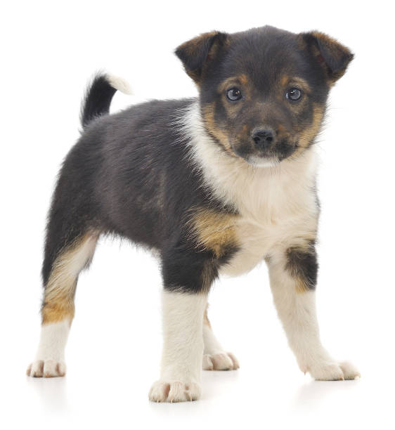istock Baby puppy isolated. 1272860489