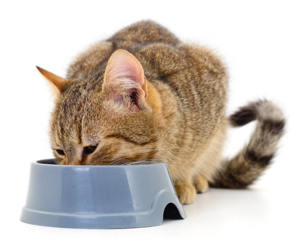 istock Cat eating dry food. 1272860500