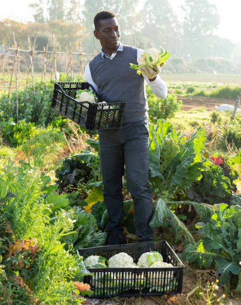 istock Man harvesting cauliflowers 1272860574