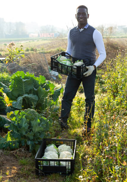 istock Farmer with box of cauliflowers 1272860581