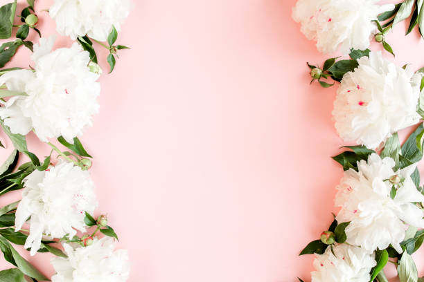 istock Frame of white peony flowers with space for text on pink background. Peony texture. Flat lay, top view 1272860697