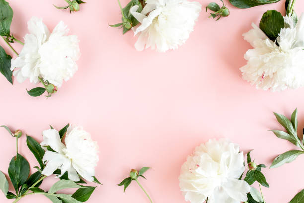 istock Frame of white peony flowers with space for text on pink background. Peony texture. Flat lay, top view 1272860747
