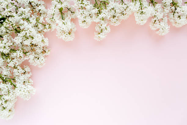 istock Beautiful white lilac on a pink background 1272860806