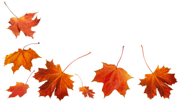 istock Autumn orange  leaves falling down Isolated on white background 1272862209