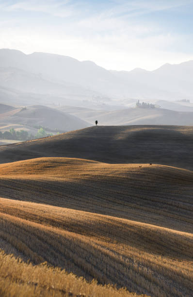 val d'orcia - beautiful vertical composition of rolling hills, lone cypress and deer couple at sunrise - val tuscany cypress tree italy imagens e fotografias de stock