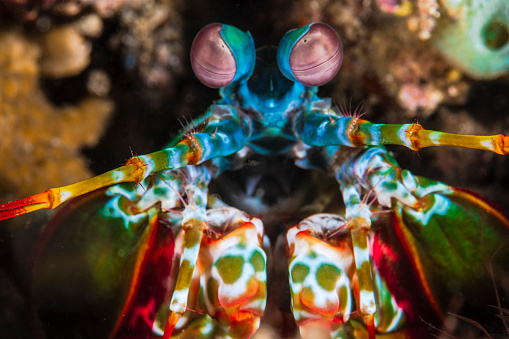 A mantis shrimp in Lembeh Strait in Indonesia