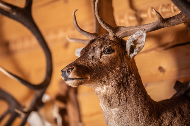 cervo imbottito montato a parete in un interno di legno. - deer stag wall animal head foto e immagini stock