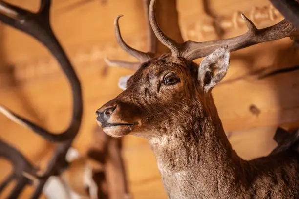 Photo of Wall-mounted stuffed deer in a wooden interior.