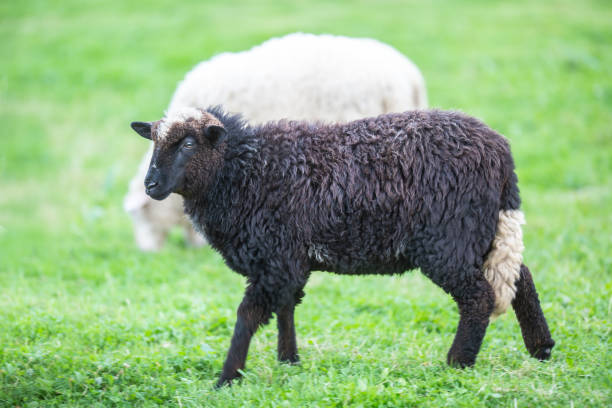 ovelha negra em um rebanho de branco em um prado verde. - sheep lamb wool animal head - fotografias e filmes do acervo