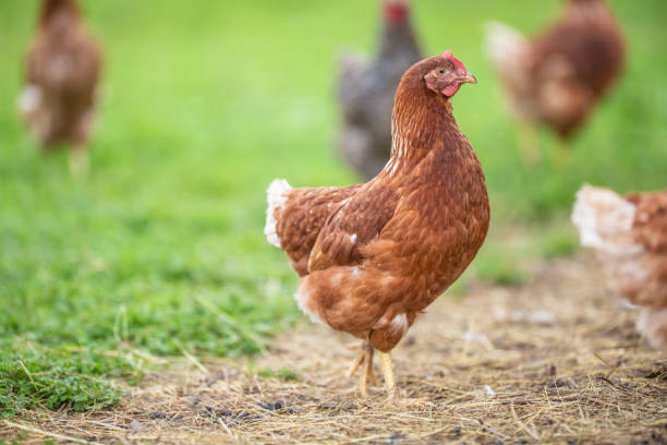 istock Freerange chicken in a farm on a summer day. 1272863875