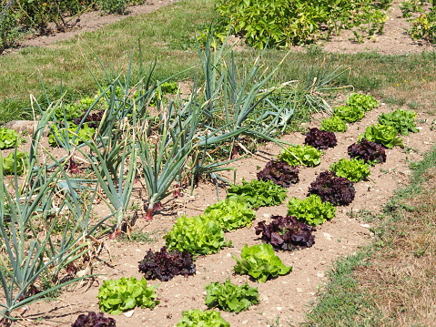 Salads in vegetable garden.