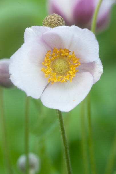 istock Anemone hupehensis flowers, 1272865145