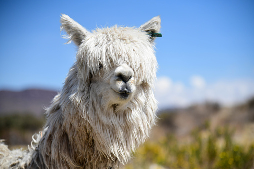 This Alpaca was part of a free-roaming herd seen near Lake Titicaca.