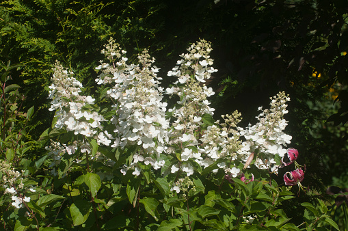 Bush blooming white hydrangea in the garden