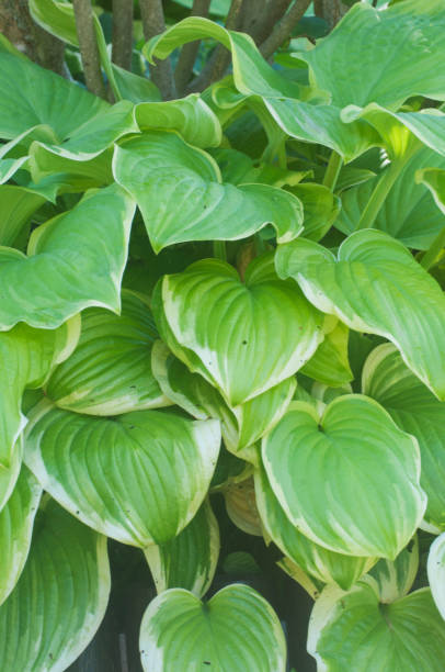 istock Hosta plant in a  garden 1272865307