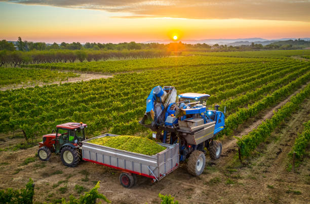 cosechadora mecánica de uvas en el viñedo llenando la uva en un remolque tractor - maquinaria agrícola fotografías e imágenes de stock