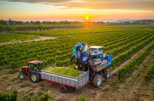 Mechanical harvester of grapes in the vineyard filling the grapes in a tractor trailer aerial view of a Mechanical harvester of grapes in the vineyard  unloading the grapes in a tractor trailer at sunset in Penedes region, Catalonia, Spain agricultural machinery stock pictures, royalty-free photos & images