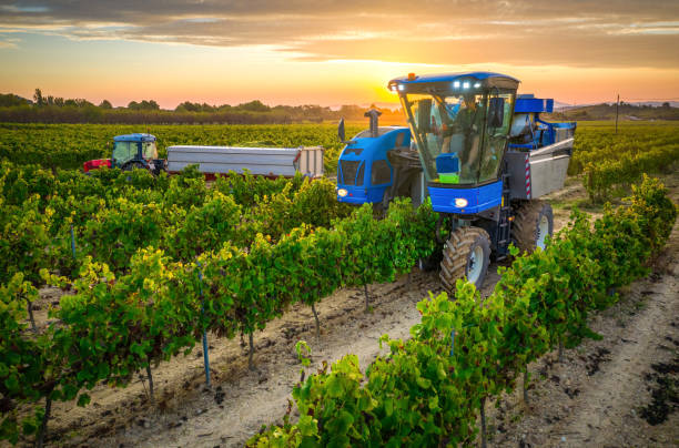 vendangeur mécanique de raisins dans le vignoble au coucher du soleil - winemaking grape harvesting crop photos et images de collection