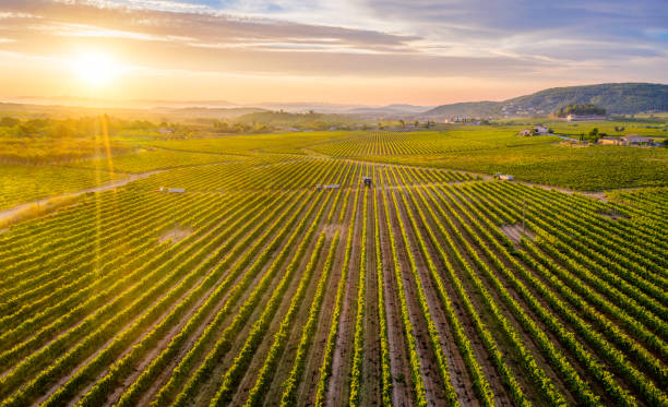 aerial view of vineyards with a Mechanical harvester of grapes in the vineyard and tractors at sunrise in Penedes region, Catalonia, Spain