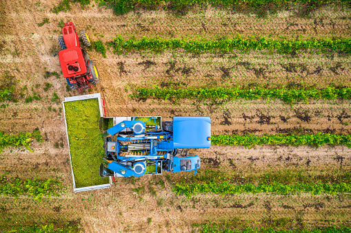 aerial view of a Mechanical harvester of grapes in the vineyard  unloading the grapes in a tractor trailer at sunset in Penedes region, Catalonia, Spain