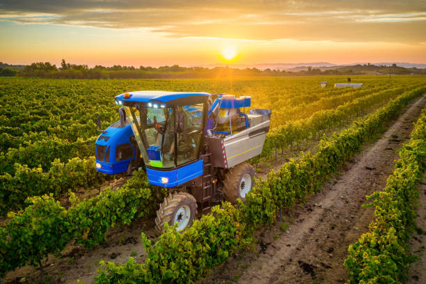 mietitrice meccanica di uva in vigna al tramonto - winemaking grape harvesting crop foto e immagini stock