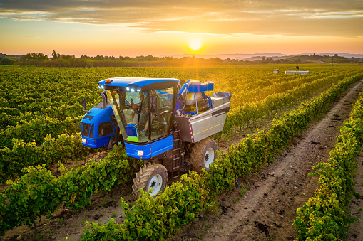 aerial view of a Mechanical harvester of grapes in the vineyard at sunset in Penedes region, Catalonia, Spain
