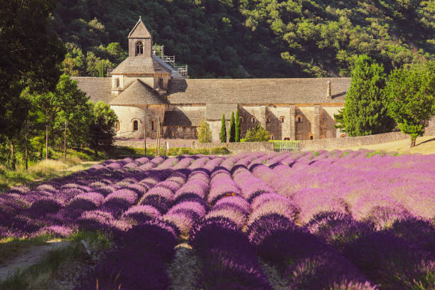 abadía de senanque y campo de flores de lavanda en gordes, francia - senanque fotografías e imágenes de stock