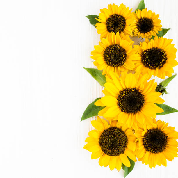 istock Beautiful with yellow sunflower on white background. Floral pattern. Flat lay, top view. Frame of flowers. Flowers texture 1272867651