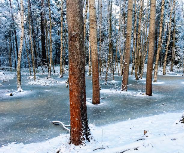 fantasy forrest 2 - winter landscape sweden snow zdjęcia i obrazy z banku zdjęć