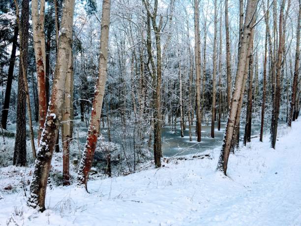 fantasy forrest 1 - winter landscape sweden snow zdjęcia i obrazy z banku zdjęć