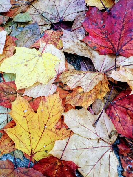 Close up op maple leaves filling the frame. Brown, orange and yellow