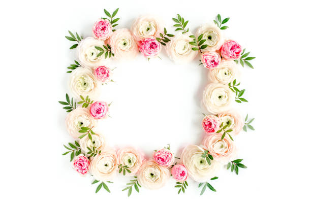 istock Floral pattern frame made of pink ranunculus and roses flower buds on white background. Flat lay, top view floral background 1272867770