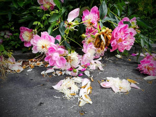 istock Pink peony bush begins to wither 1272868069